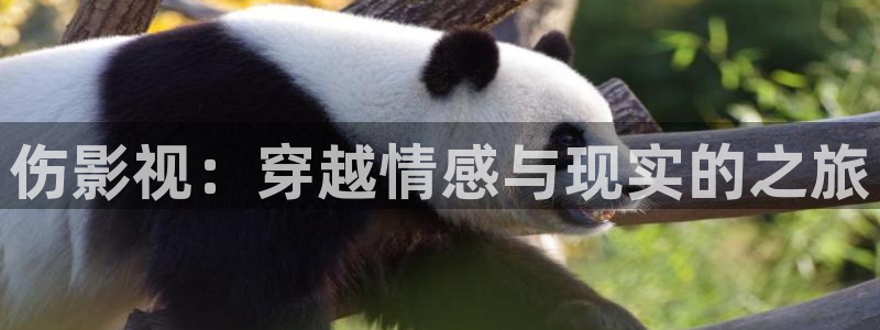 全能影视免费观看官网